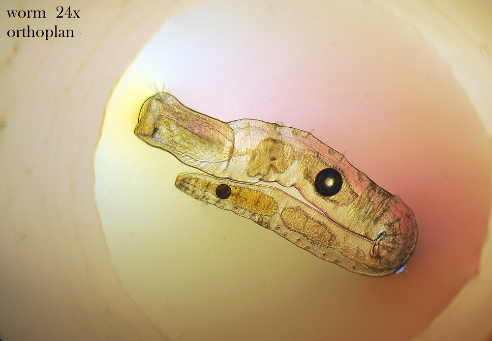 Verme fotogenico, credo sia un nematode.